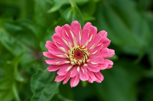 Commercial cut flower production tour – Agriculture Law Education ...