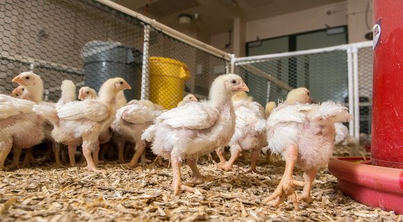 University of Maryland Extension Offering One-Day Workshop for Commercial Poultry Growers