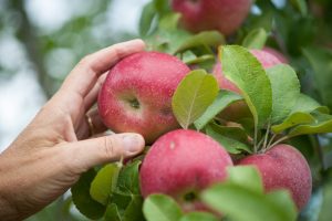 Fruit at Western Maryland Research and Education Center