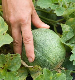 Phot Credit: Edwin Remsberg. Image of a hand reaching toward a green melon amid leaves.