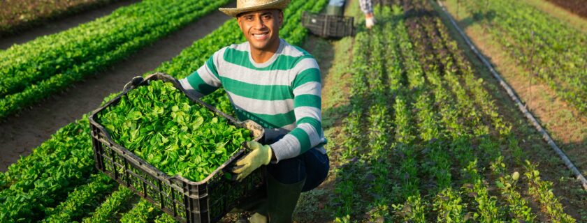 A farm worker harvests leafy greens by hand in a field while other workers gather crops in the background.  Image by JackF