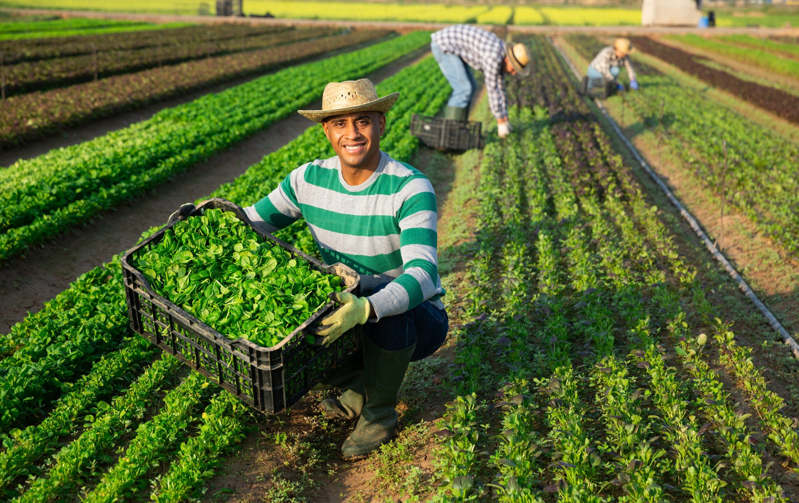 A farmer wearing a striped shirt and straw hat kneels in a field holding a crate of freshly harvested leafy greens, with two other workers collecting crops in the background.
