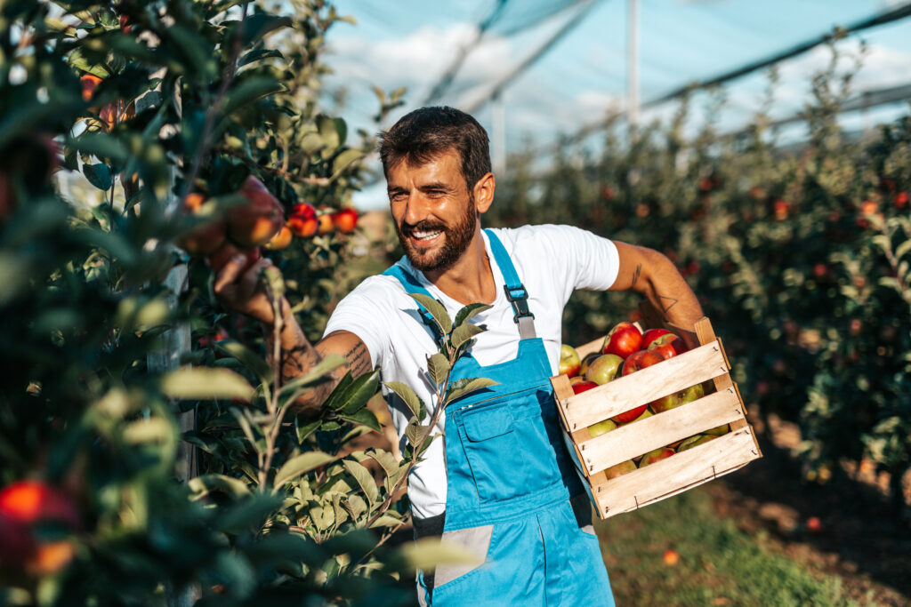A man stands in a cultivated apple orchard, reaching forward to pick a red apple from a tree branch. He is smiling and holding a wooden crate filled with apples in his other arm. The orchard rows extend into the background, with green leaves and clusters of red apples visible throughout. Overhead, a protective netting structure covers the trees, suggesting a managed agricultural environment. The lighting indicates a sunny day, and the scene conveys active harvesting during the growing season.