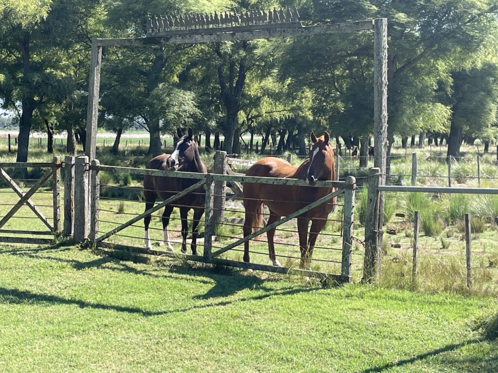 Two horses in center of the image. Horse on right is light brown. Horse on the left is a dark brown. Green grass and green trees.