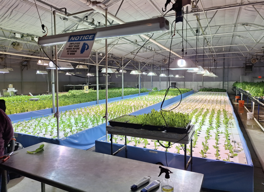 Small green plants in long rectangular boxes in a lab