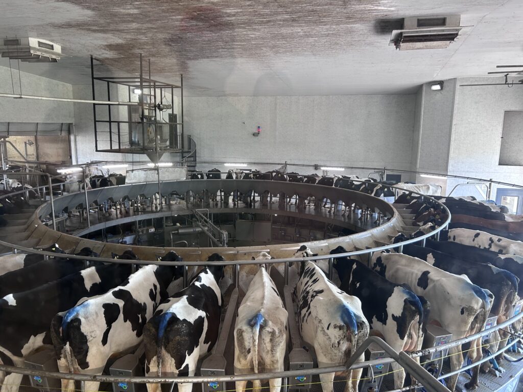 Cows on conveyor belt