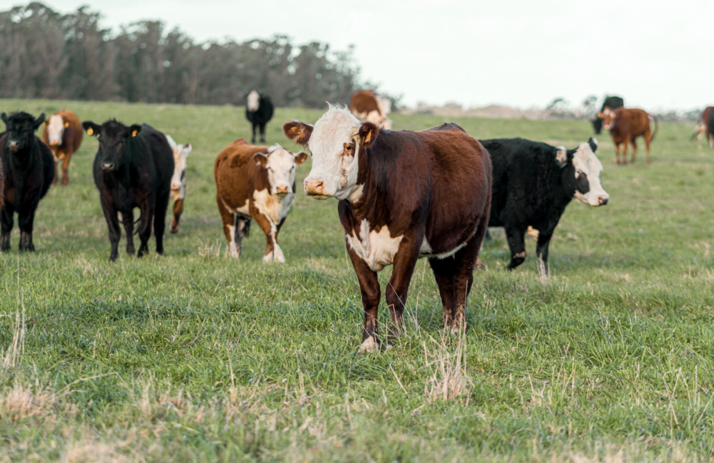 Brown and white, black and white, and black cows standing in a field.